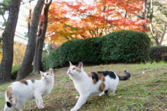三毛猫達４