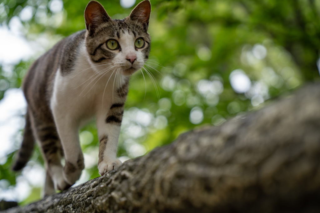 猫巡回中