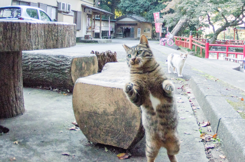 席空いてるかニャ