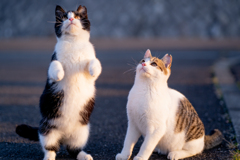 ハチワレとキジシロ