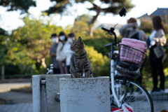 人気者