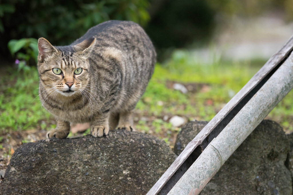気性のさっぱりした猫