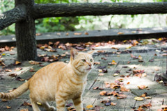 午後の紅茶トラ
