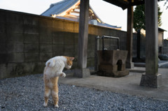 何か落ちてるニャ