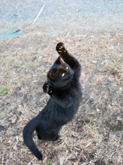 ヒグマ