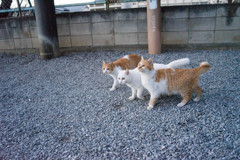 なかよし３匹