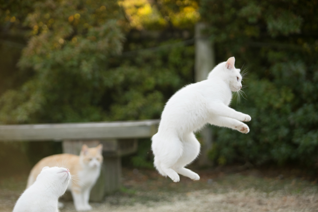 ぴょんぴょん