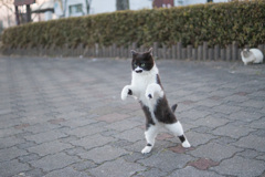 ヒゲのマラソン