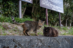 腹減ったにゃあ