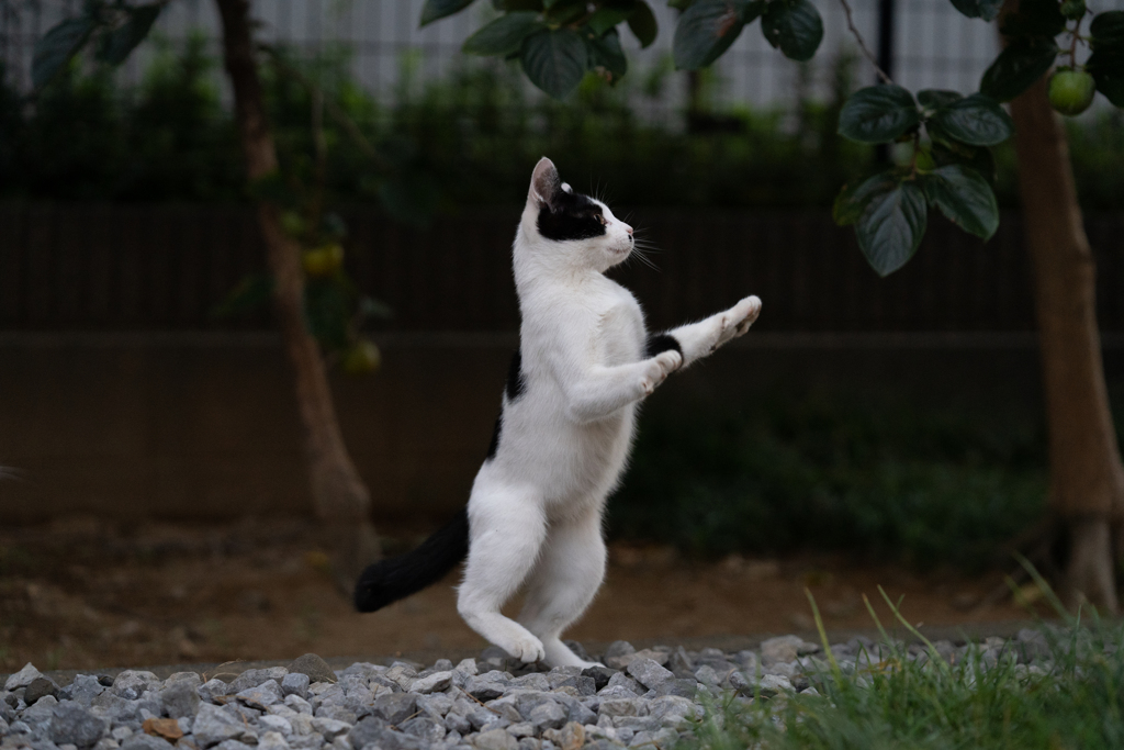 まだ青い