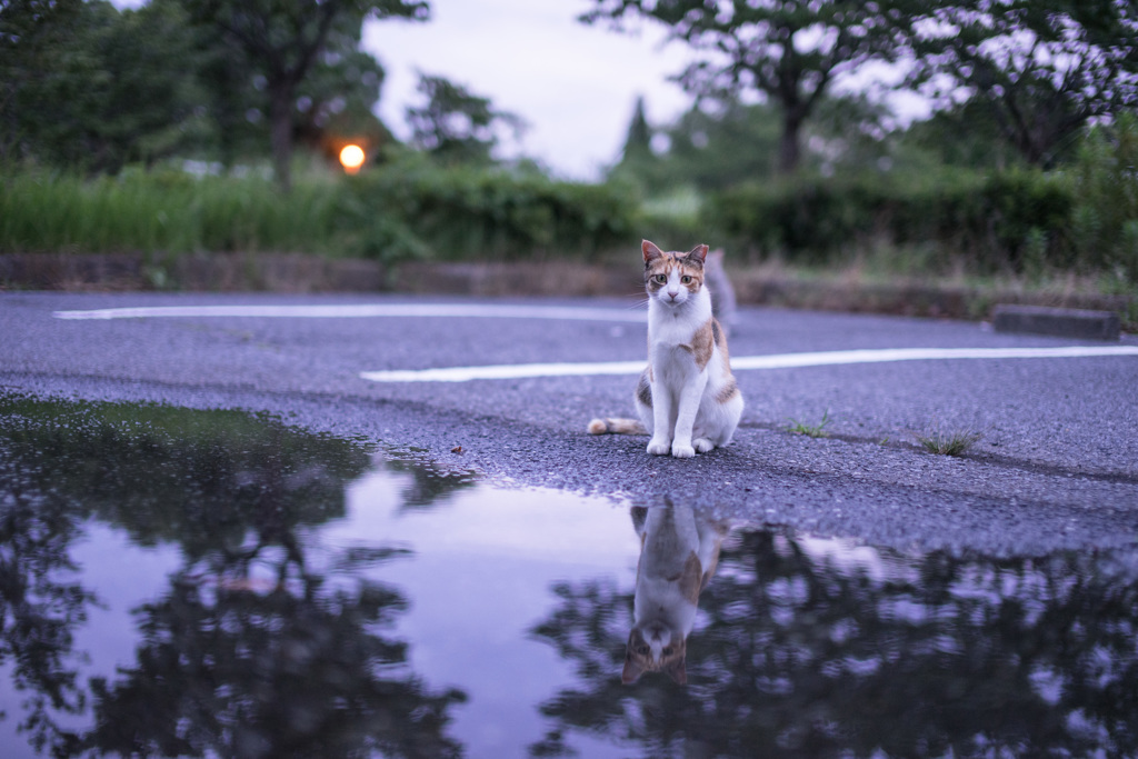 雨上がり