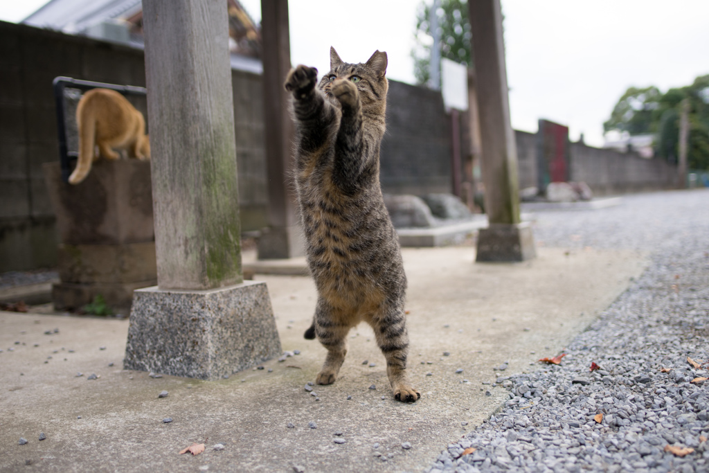 ジャブジャブ