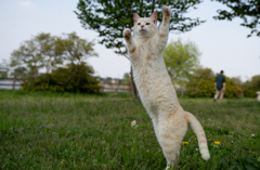 ハーイ！