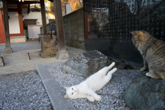 おちゃめなシロ