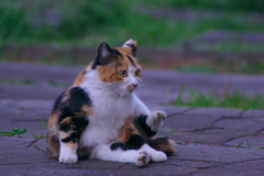 ちょいとお待ち