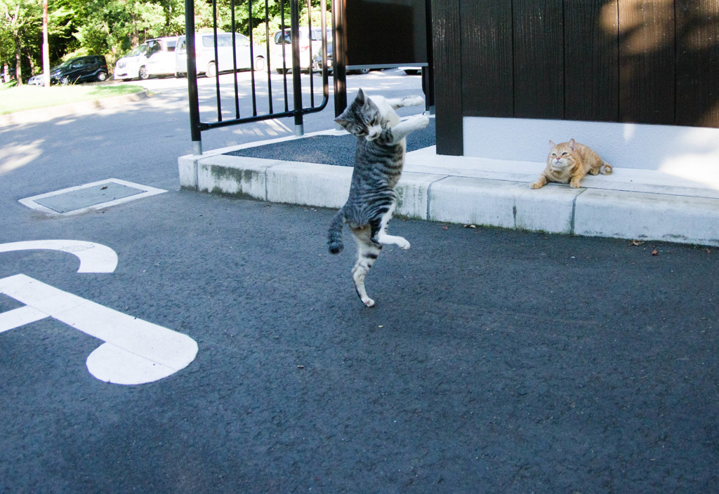 よさこい