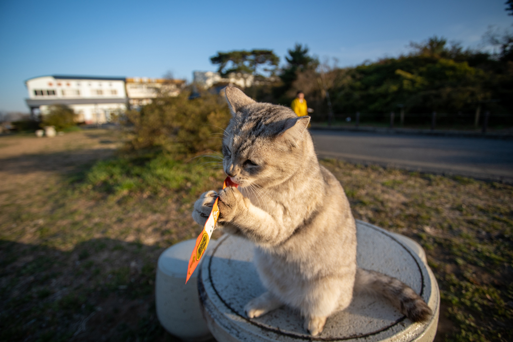 今日はかつお節