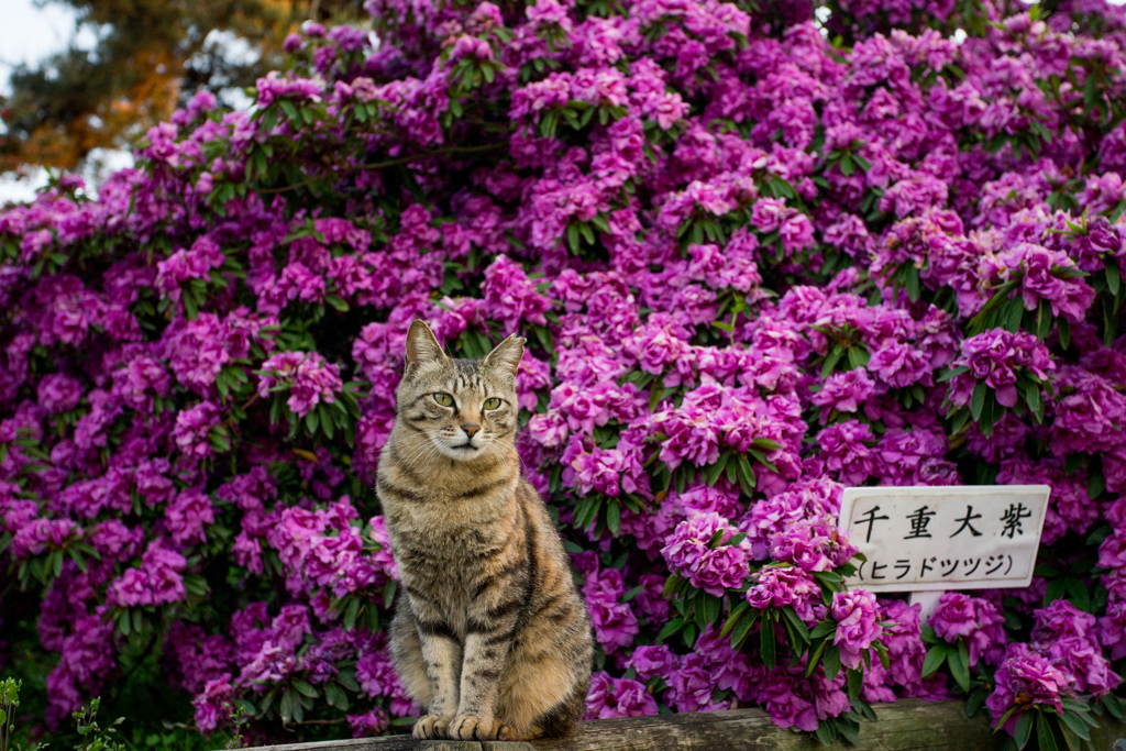 五月の猫