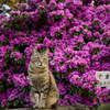 五月の猫