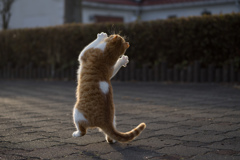 し