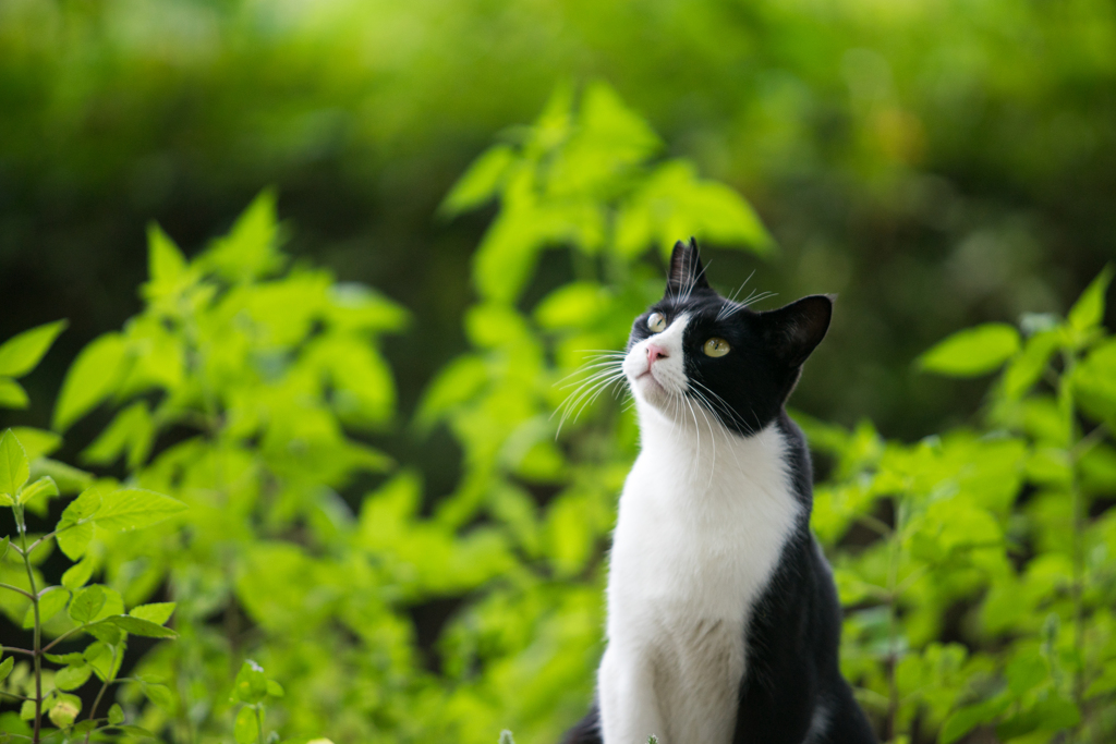 猫のご飯も増税ニャン