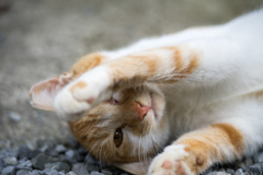 おはよう