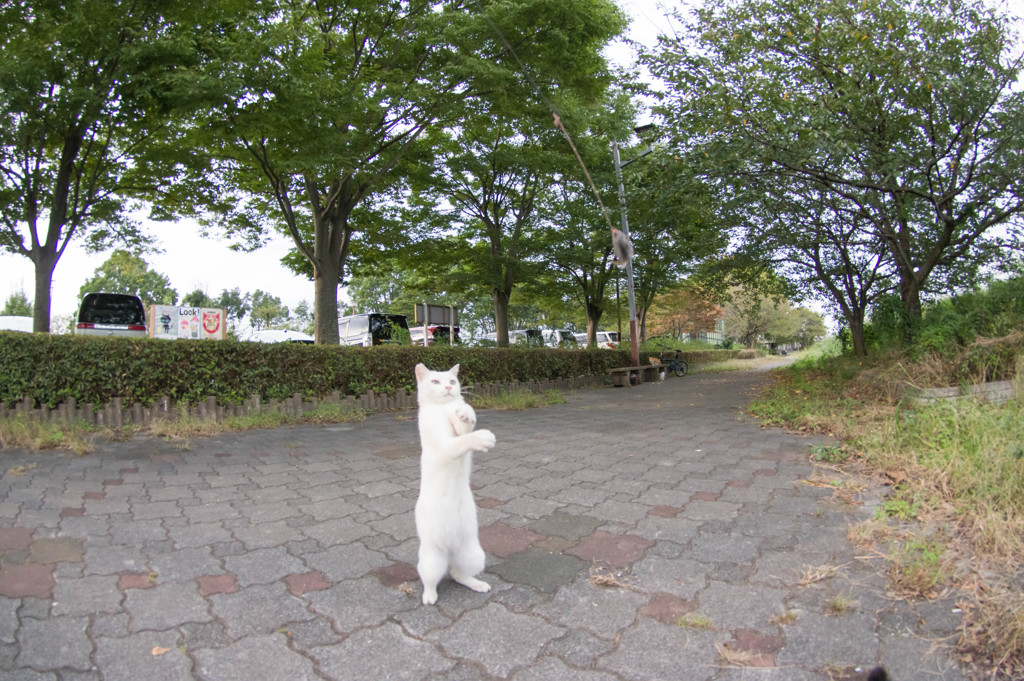 現場中継
