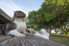 ケンカはやめにゃさい