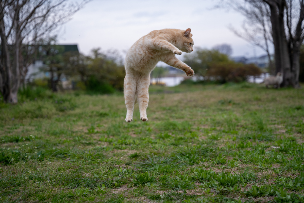 久々のＦ