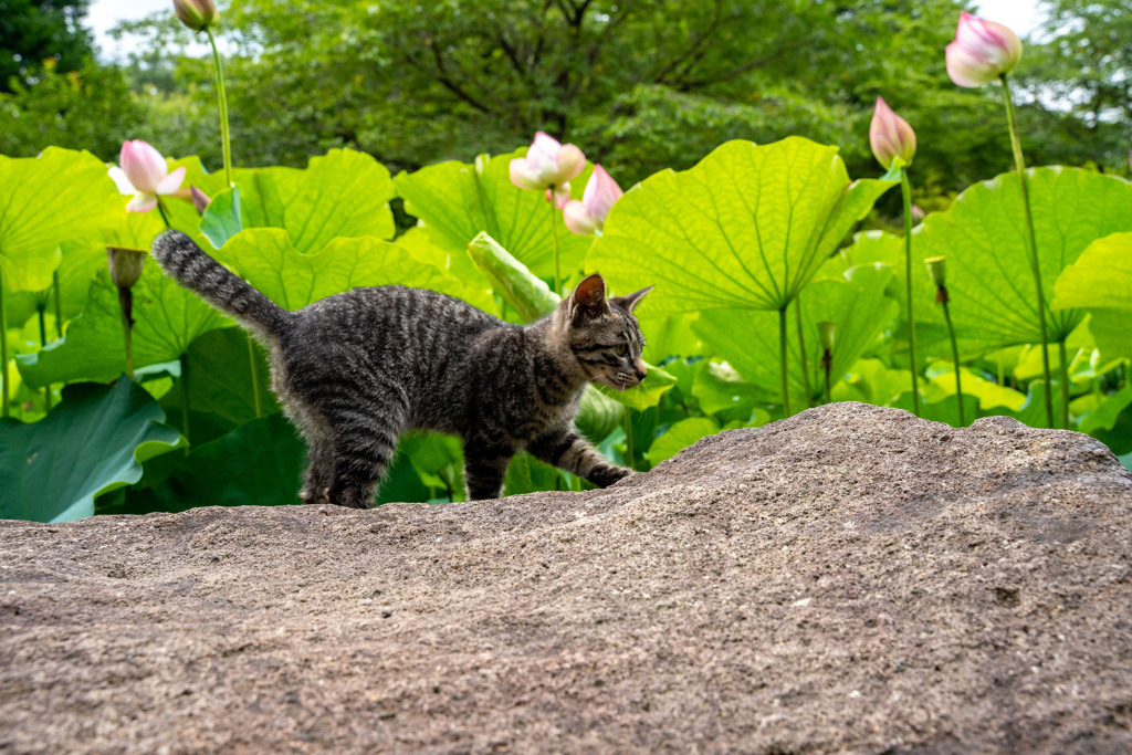 仔猫の冒険