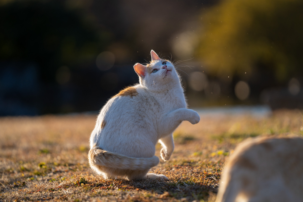 食後の運動