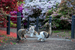 猫相撲