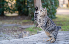 太りすぎだと思う猫は手をあげて