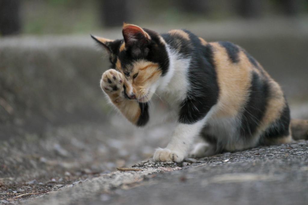 コンタクト落としたにゃん
