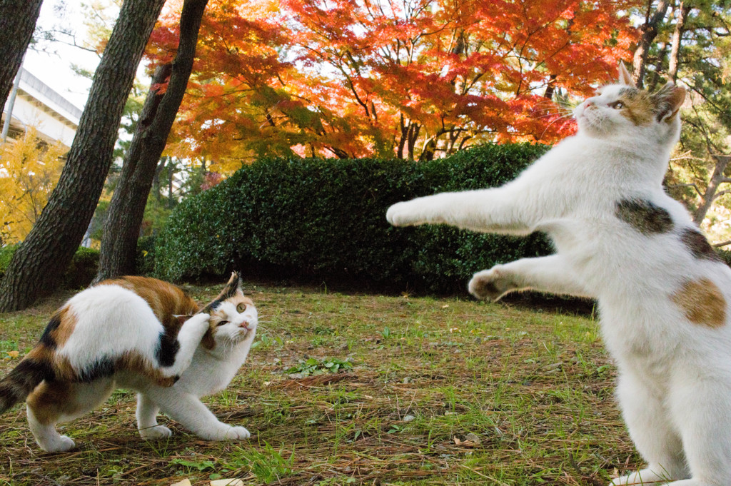 三毛猫達1
