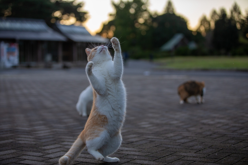 雄叫び