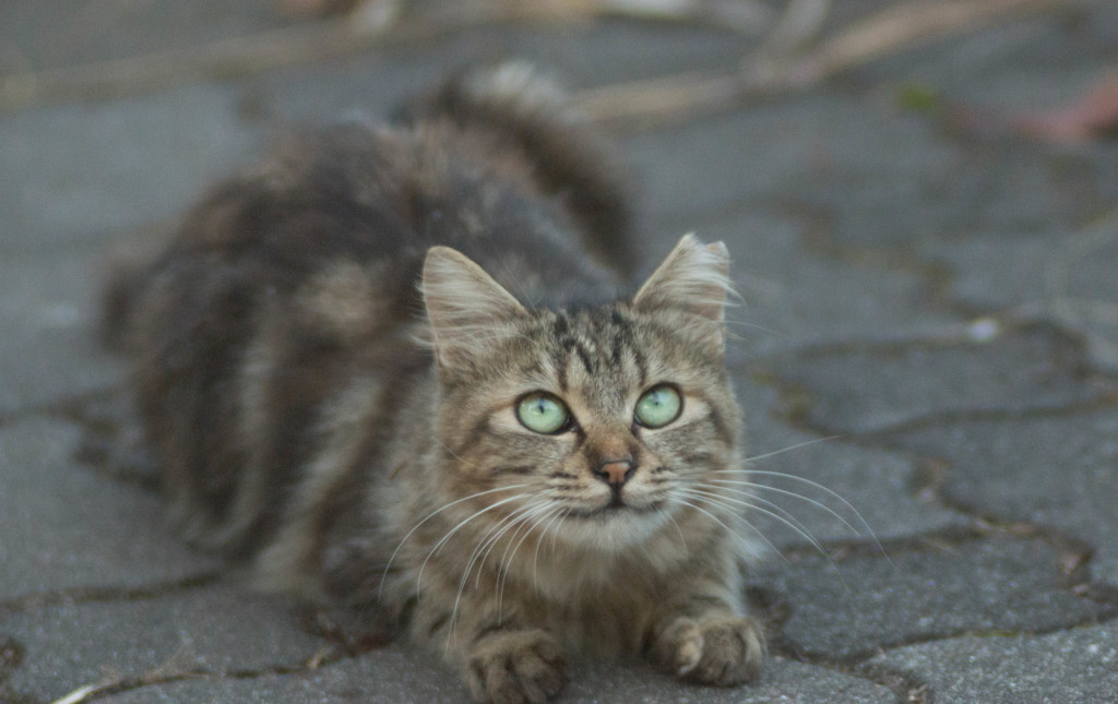 ふさふさにゃん