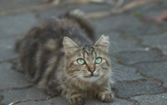 ふさふさにゃん