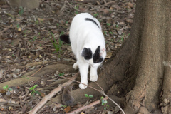 チュウチュウうるさいにゃん