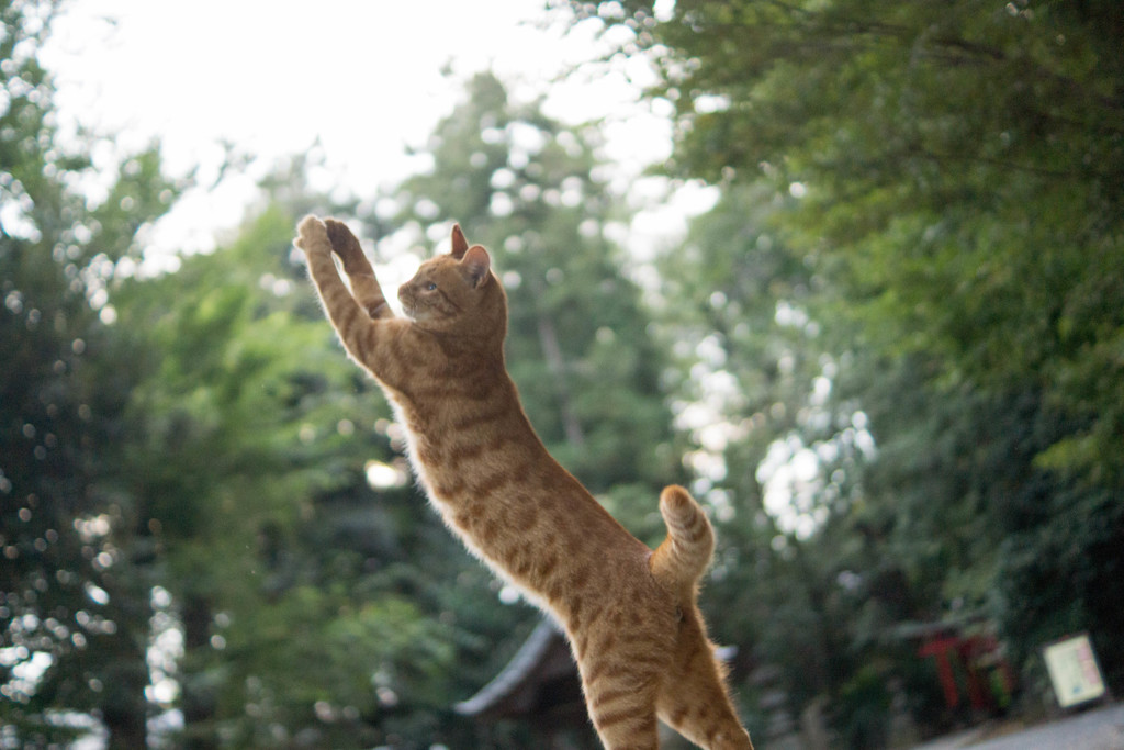 跳ねる