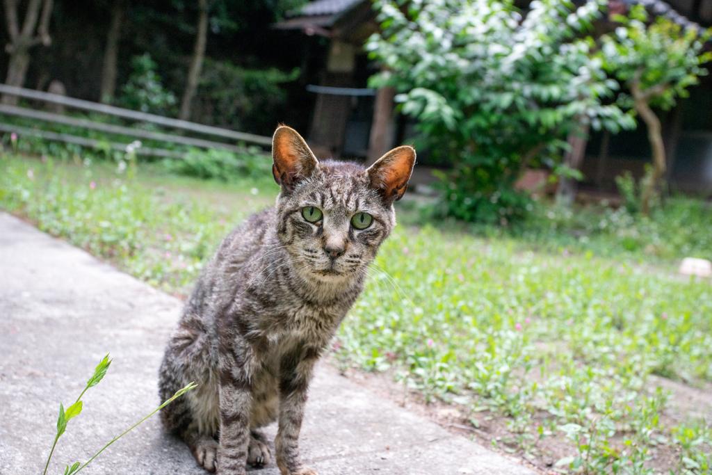 山奥までご苦労様ですにゃ