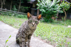 山奥までご苦労様ですにゃ