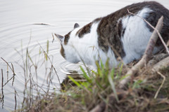 水を飲む