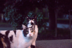 遅かったにゃあ
