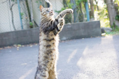 キジトラ2号Ｘジャンプ