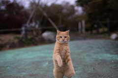 マスターボールじゃないと無理にゃ