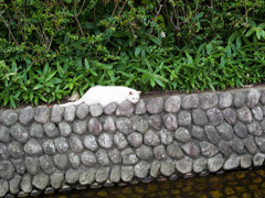 しろ