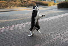 タップダンス