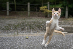 追いかけっこ