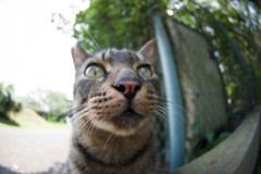 トド